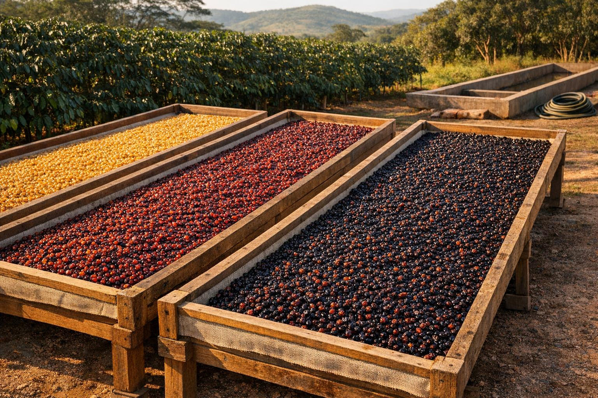 Honey Processing: A Sustainable Coffee Method