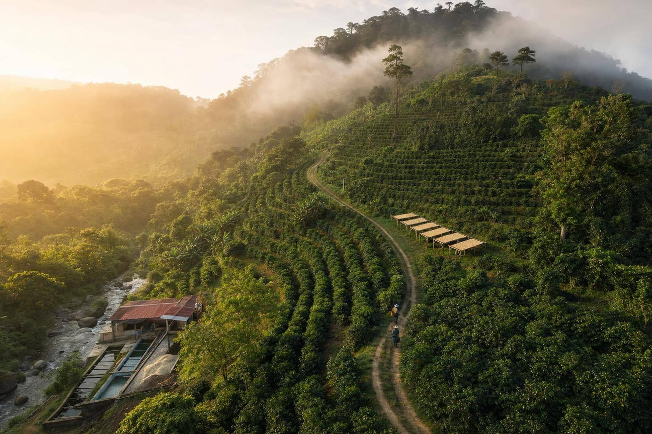 Single-Origin Coffee: Altitude and Flavour Explained