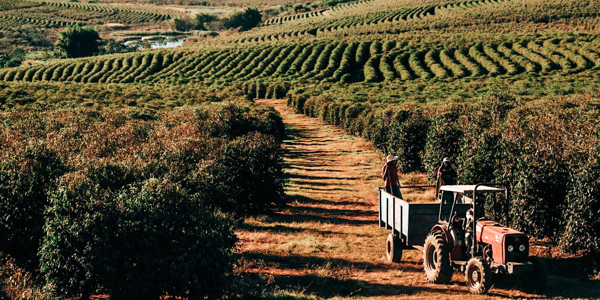 Genesis Espresso Blend image 1