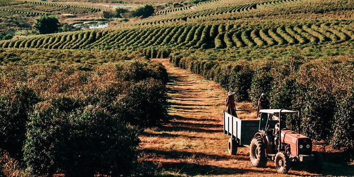 Genesis Espresso Blend image 1