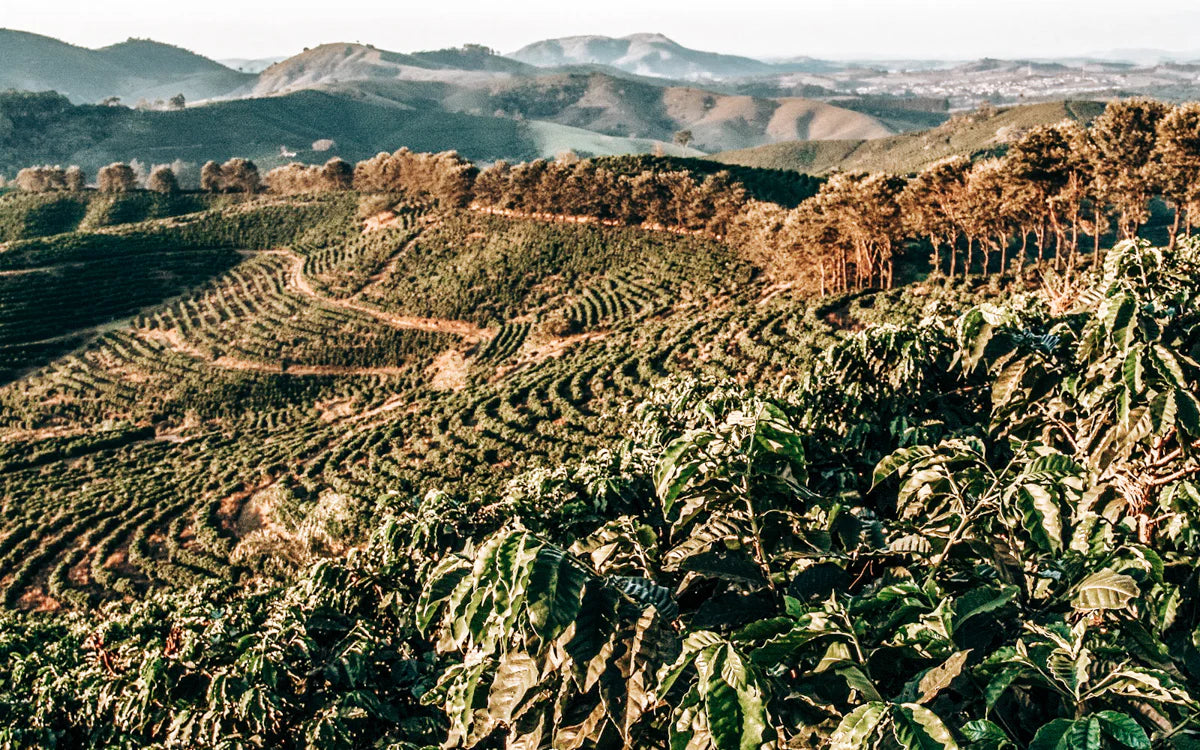 Genesis Espresso Blend image 2