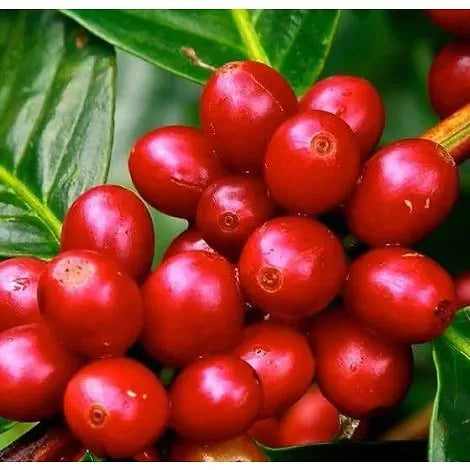 Brazil Eagle Carmelo