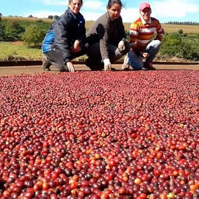 Brazil Eagle Carmelo