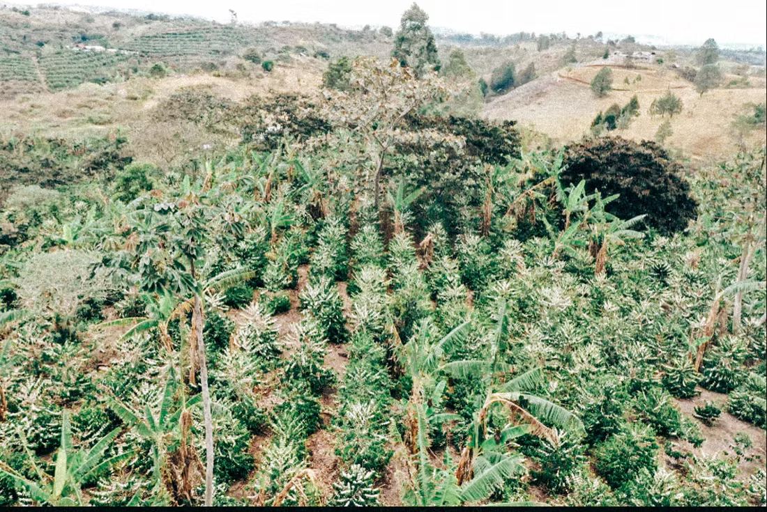 Colombia El Buho Sugarcane Decaf