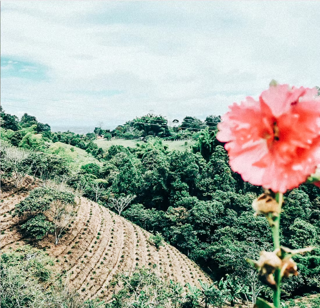 Colombia El Buho Sugarcane Decaf