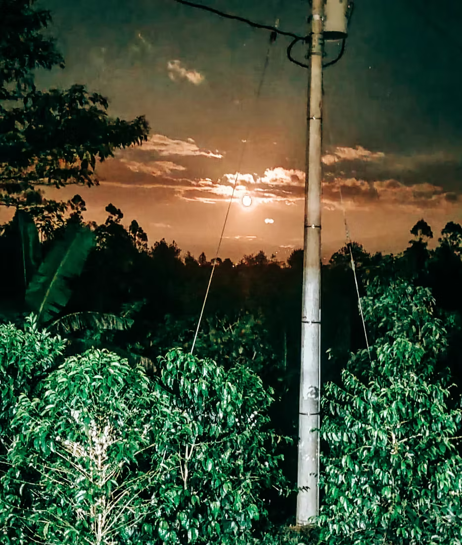 Colombia El Buho Sugarcane Decaf