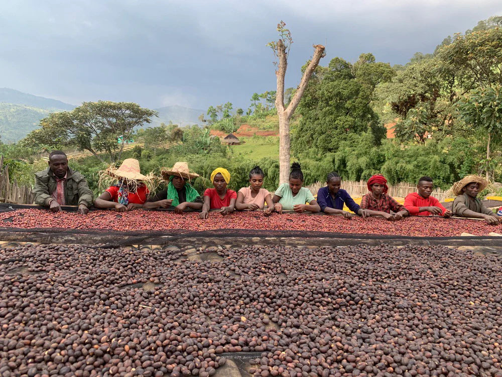 Ethiopia | Lala Salama | DECAF