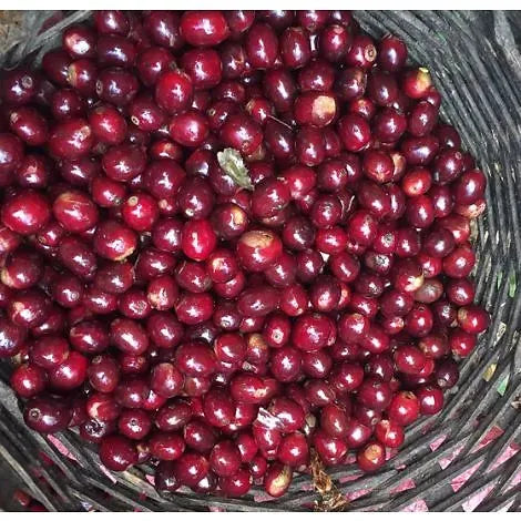 Nicaragua Las Naranjas