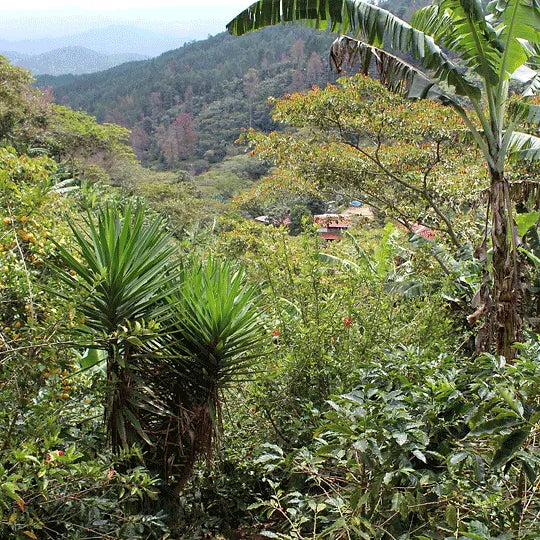 Nicaragua Las Naranjas