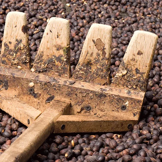 Nicaragua Las Naranjas