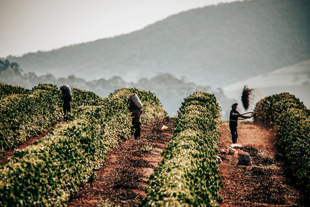 Genesis Espresso Blend image 3