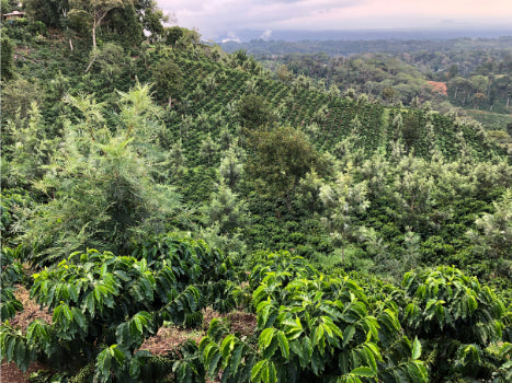Mexico Finca La Laja DECAF